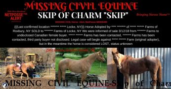 MISSING CIVIL EQUINE-Skip of Charm "Skip" Near Locke, NY, 13092